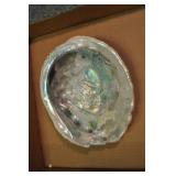 Abalone Shell, Archaeogastropoda 8 1/4" Abalone Shell, Archaeogastropoda 8 1/4"