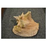 Pink Conch Shell, Strombus Gigas 8 1/4"