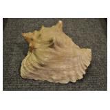 Pink Conch Shell, Strombus Gigas 8 1/4"