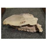 Seashell 10" Seashell 10"