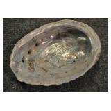 Abalone Shell, Archaeogastropoda 7 3/4" Abalone Shell, Archaeogastropoda 7 3/4"