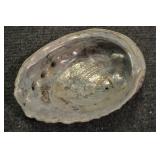 Abalone Shell, Archaeogastropoda 7 3/4"