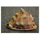 Seashell, Mesogastropoda Tonnacea 6" Seashell, Mesogastropoda Tonnacea 6"