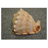 Seashell, Mesogastropoda Tonnacea 6 1/2" Seashell, Mesogastropoda Tonnacea 6 1/2"