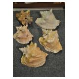 Conch Shells Conch Shells