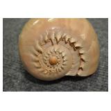 Seashell, Neogastropoda Volutacea 8 1/2" Seashell, Neogastropoda Volutacea 8 1/2"