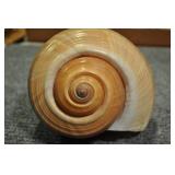 Seashell, Mesoogastropoda Tonnacea 8"