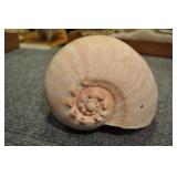 Seashell, Neogastropoda Volutacea 10 1/2"