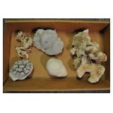 Coral, Assorted