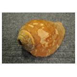 Seashell, California Cone 7" Seashell, California Cone 7"