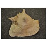 Seashell, Pink Conch 9 1/2"