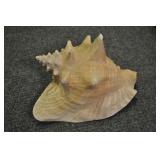 Seashell, Pink Conch 10 1/4" Seashell, Pink Conch 10 1/4"