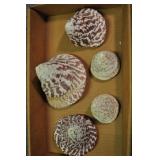 Seashells, Archaeogastropoda Trochacea 5 Pcs Seashells, Archaeogastropoda Trochacea 5 Pcs