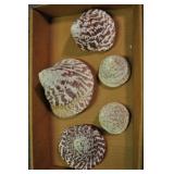 Seashells, Archaeogastropoda Trochacea 5 Pcs