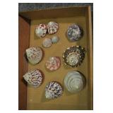 Seashells, Archaeogastropoda Trochacea 11 Pcs Seashells, Archaeogastropoda Trochacea 11 Pcs
