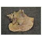Seashells, Pink Conch 9 1/2" Seashells, Pink Conch 9 1/2"