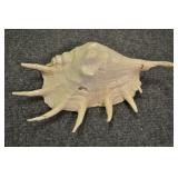 Seashells, Mesogastropoda Strombacea 14 1/4" Seashells, Mesogastropoda Strombacea 14 1/4"