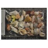 Seashells, Assorted Bag Seashells, Assorted Bag