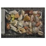 Seashells, Assorted Bag