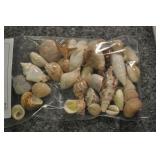 Seashells, Assorted Bag Seashells, Assorted Bag
