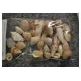 Seashells, Assorted Bag