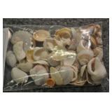Seashells, Assorted Bag Seashells, Assorted Bag