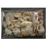 Seashells, Assorted Bag