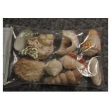 Seashells, Assorted Bag