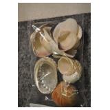 Seashells, Assorted Bag Seashells, Assorted Bag