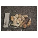 Seashells, Assorted Bag Seashells, Assorted Bag