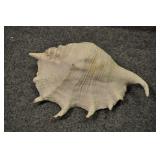 Seashell, Mesogastropoda Strombacea 11" Seashell, Mesogastropoda Strombacea 11"