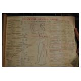 Endocrine Gland Body Chart, C1944 Endocrine Gland Body Chart, C1944
