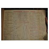 Endocrine Gland Body Chart, C1944