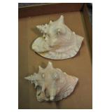 2 Pink Conch Shells, Strombus Gigas 8 3/4" 2 Pink Conch Shells, Strombus Gigas 8 3/4"