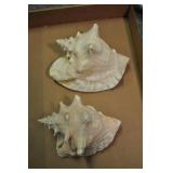 2 Pink Conch Shells, Strombus Gigas 8 3/4"