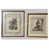 2 Natural History Prints of Monkies