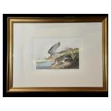 Bartram Sandpiper, after John James Audubon
