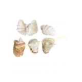 Five Sea Shell Specimens