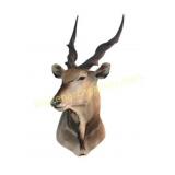 African Common Eland Antelope