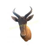 African Hartebeest Taxidermy Shoulder Mount
