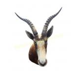 African Blesbok Antelope Taxidermy Shoulder