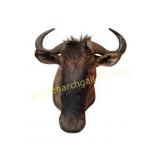 African Blue Wildebeest Taxidermy Mount