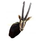 African Sable Antelope Taxidermy Shoulder
