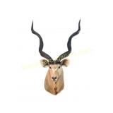 African Greater Kudu Taxidermy Shoulder Mount