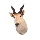 African Common Eland Taxidermy Shoulder Mount