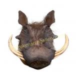 African Common Warthog Taxidermy Shoulder