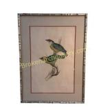 Franklins Barbet Ornithological Print, John Gould
