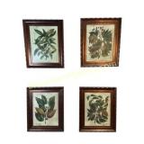 Set of Botanical Prints
