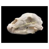 Animal Skull