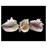 Sea Shells